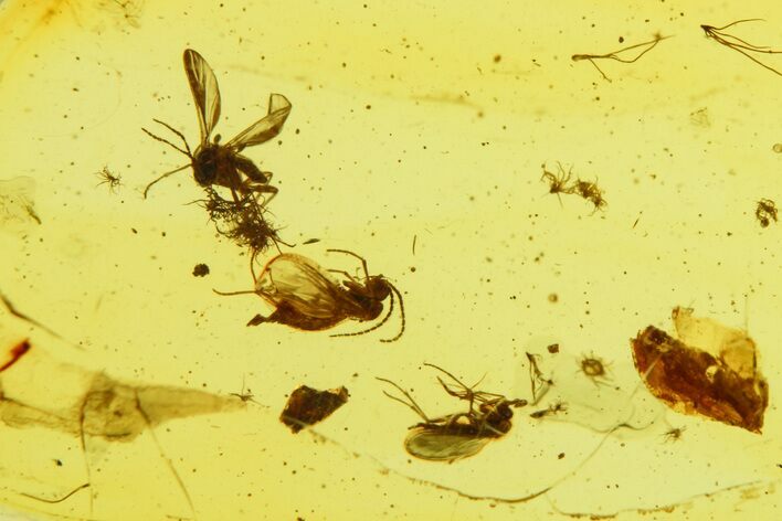 Fossil Wasp & Five Gnats in Baltic Amber #270834